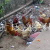 常年提供土公鸡苗 提供湖南土鸡苗